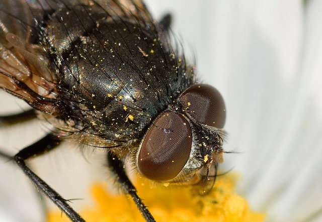 A Fly on the Staffroom Wall